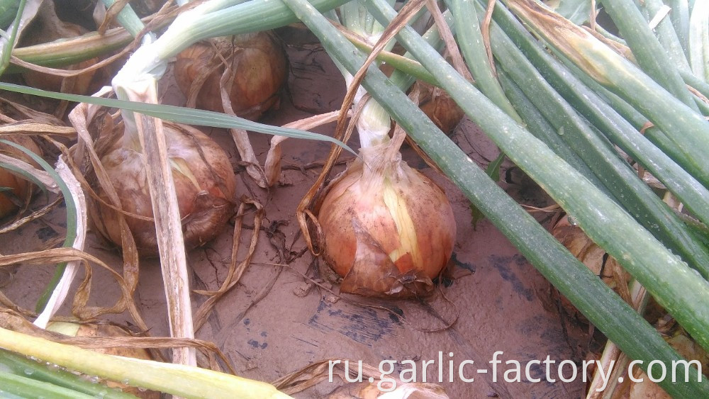 Quality fresh onion vegetables new crop for wholesale